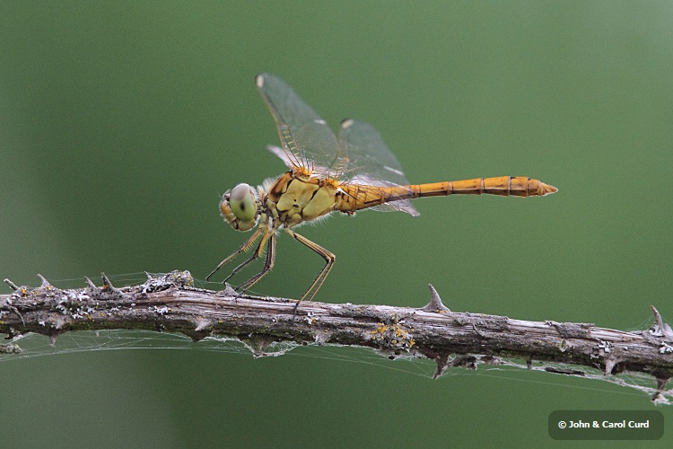 IMG_1609 Sympetrum meridionale.JPG